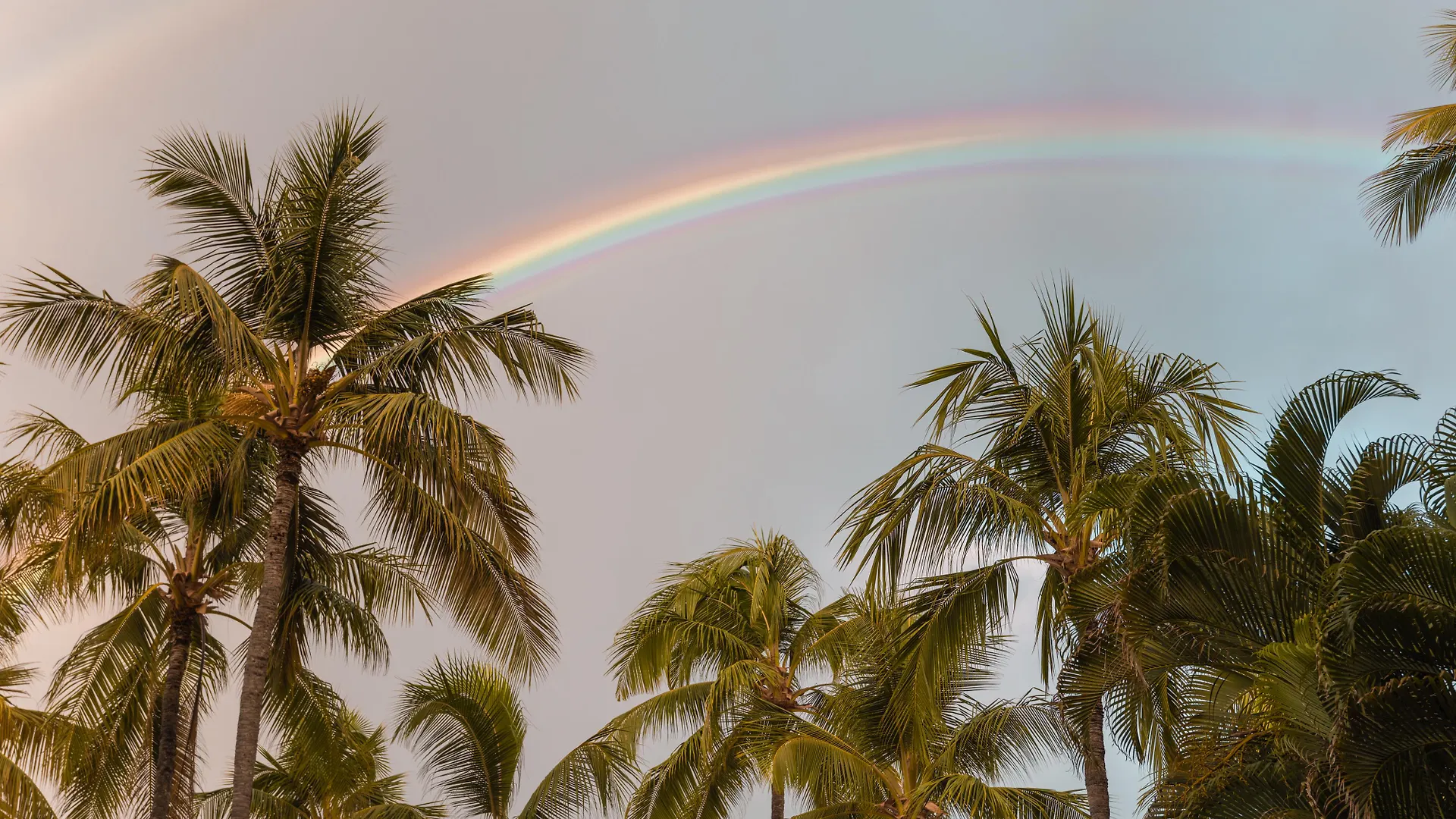Ohia Waikiki Studio Suites Honolulu